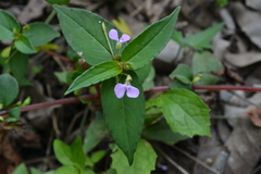 Impatiens minor